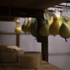 PECORINO STAGIONATO FIOR DI S’ASPRU - immagine 4